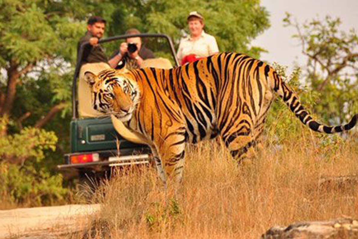 Wildlife Safari